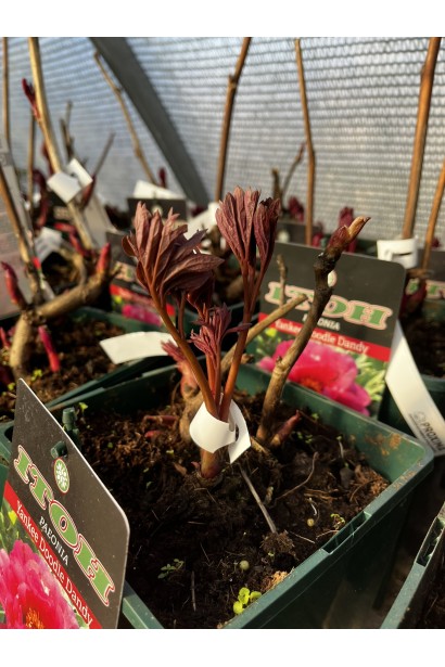 Півонія Янкі Дудл Денді весняне листя